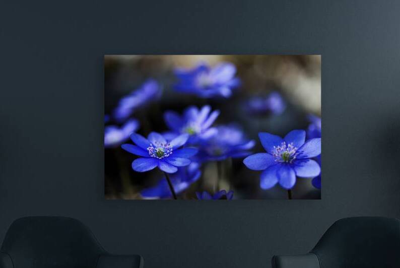 Blue Blossoms. Vibrant blue flowers in close-up by Vetre