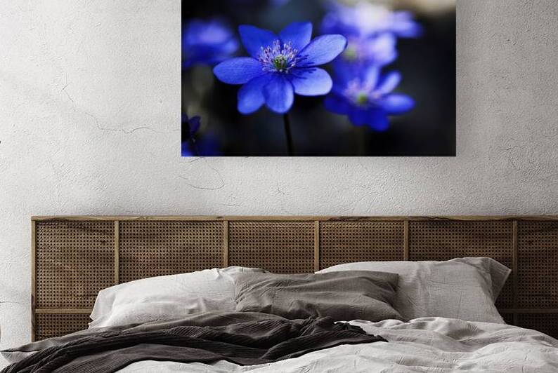 Blue Blossoms. Vibrant blue flowers in close up emphasizing serene beauty and details. by Vetre