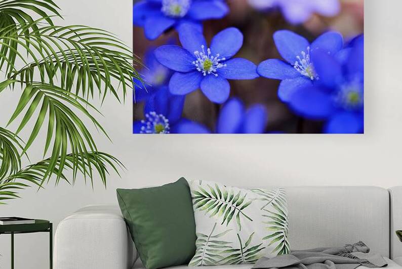 Blue Blossoms. Vibrant blue flowers in close-up by Vetre