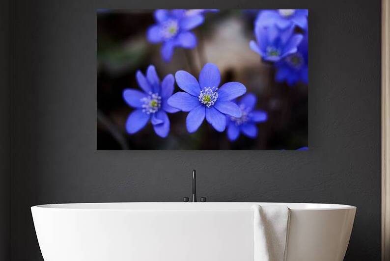 Blue Blossoms. Vibrant blue flowers in close-up emphasizing serene beauty and details. by Vetre