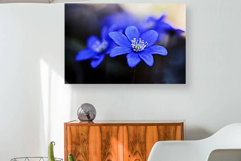 Blue Blossoms. Vibrant blue flowers in close up emphasizing serene beauty and details. by Vetre