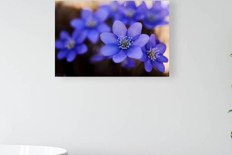 Blue Blossoms. Vibrant blue flowers in close up emphasizing serene beauty and details. by Vetre