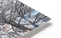 Winter Canopy HD Metal print