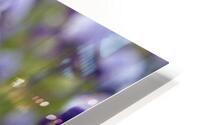 Purple Irises in Bloom HD Metal print