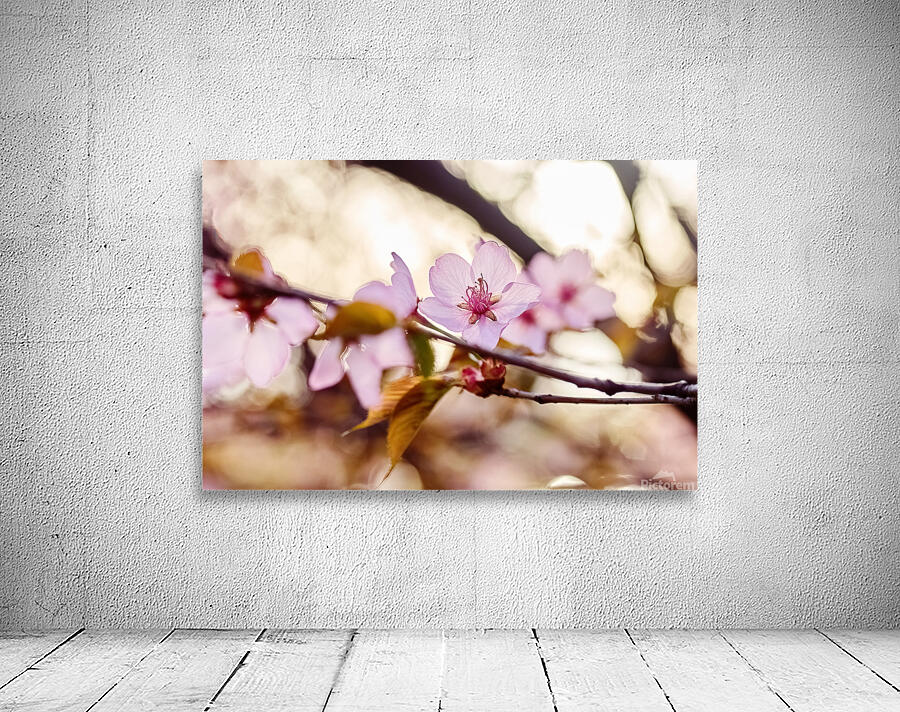 Cherry Blossoms in Bloom Wall Preview
