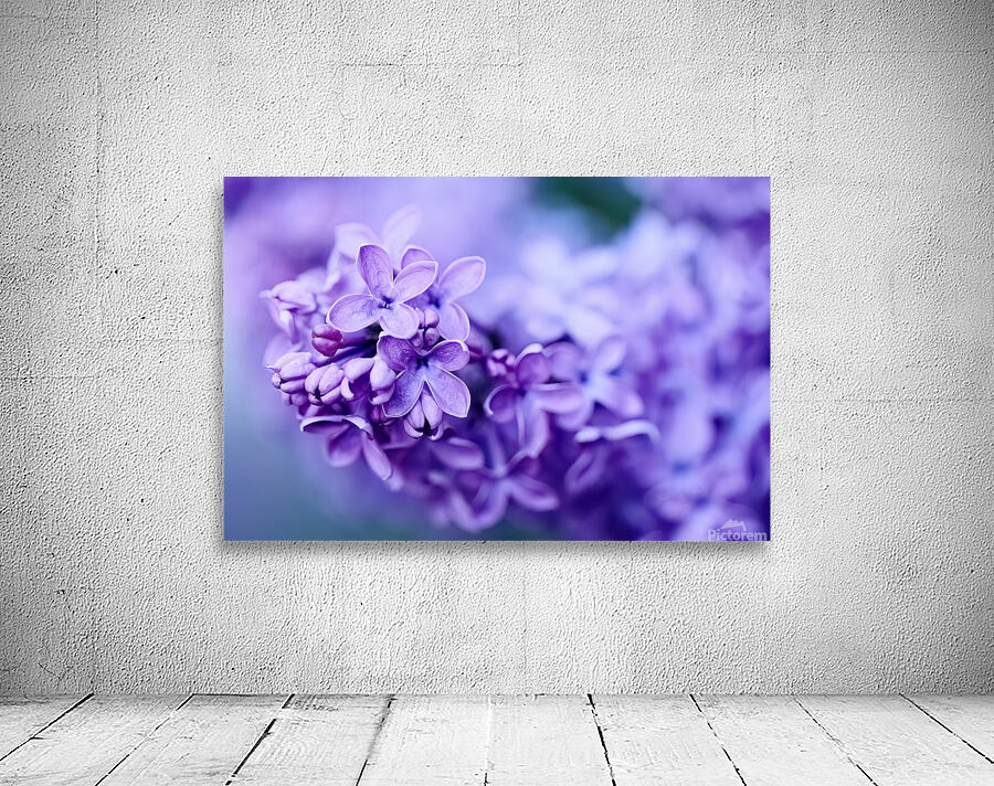 Lilac Blossoms in Soft Focus Wall Preview