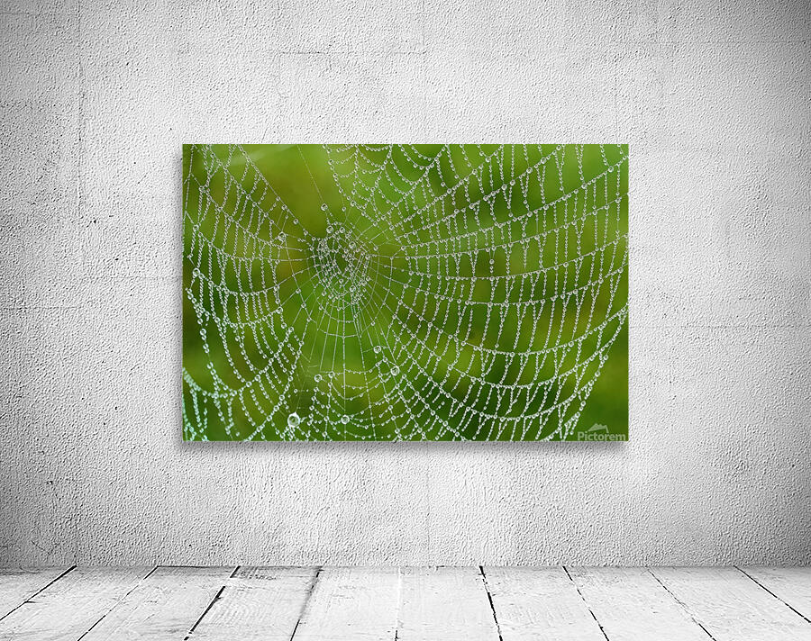 Dewy Spiderweb Wall Preview