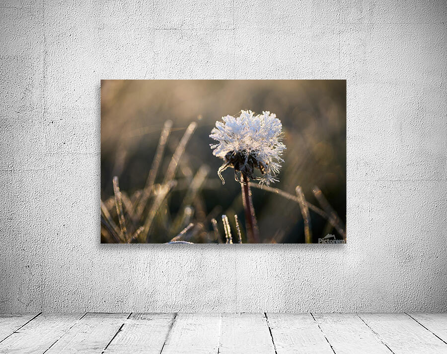 Frosted Dandelion Wall Preview