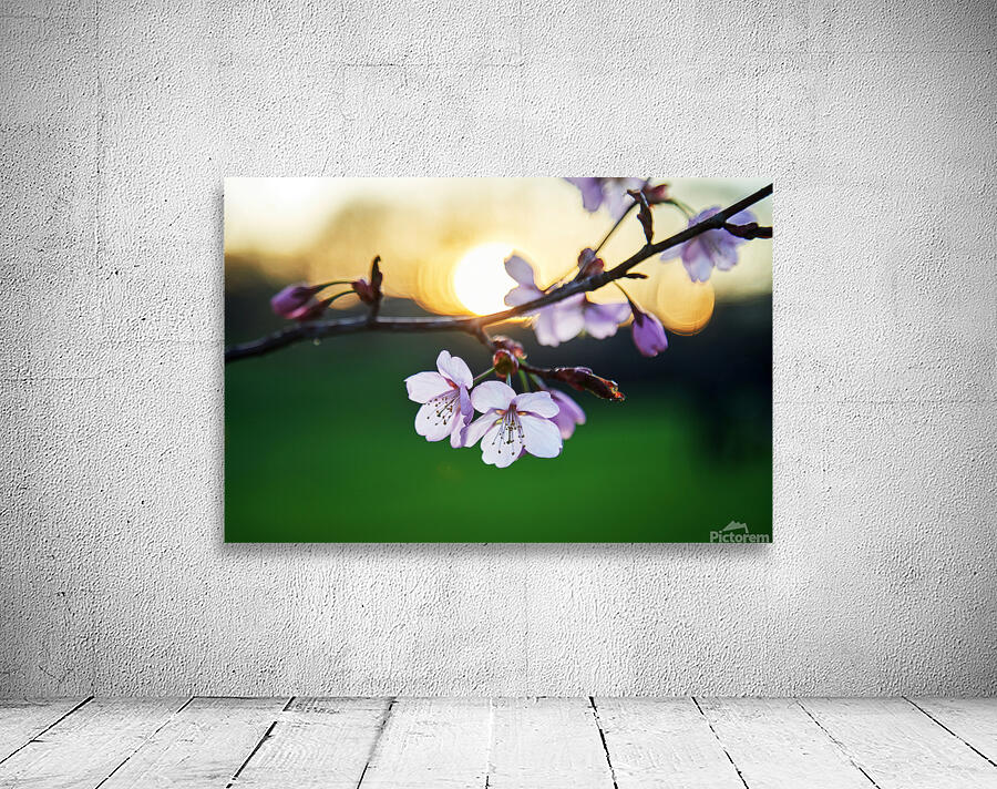 Sunset Blossoms Wall Preview
