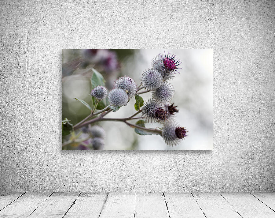 Thistle in Bloom Wall Preview