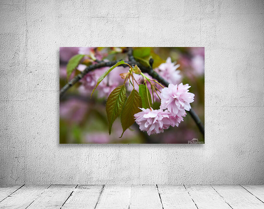 Cherry Blossoms in Spring Wall Preview
