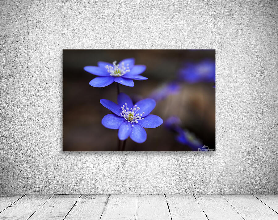 Spring Blossoms Wall Preview
