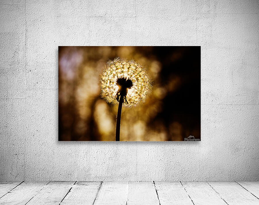 Dandelion at Sunset Wall Preview
