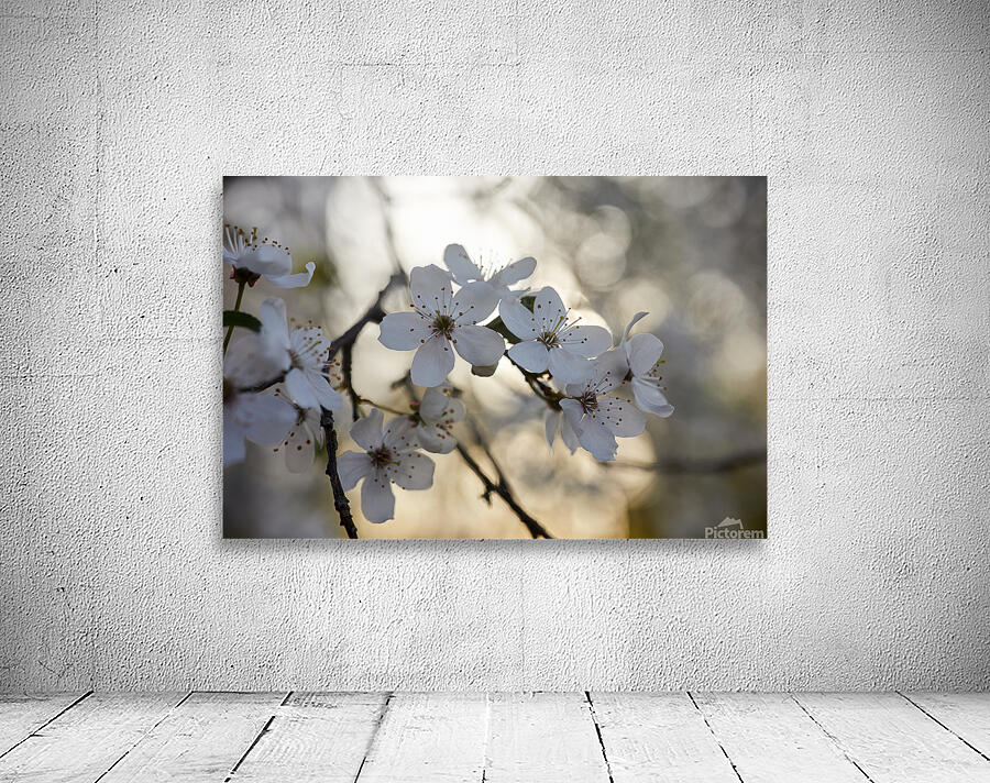 Spring Blossoms Wall Preview