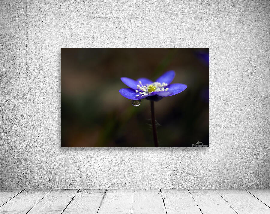 Raindrop on Petals Wall Preview