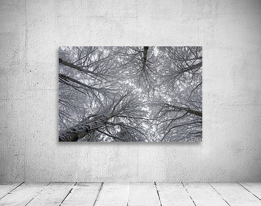 Winter Canopy Wall Preview