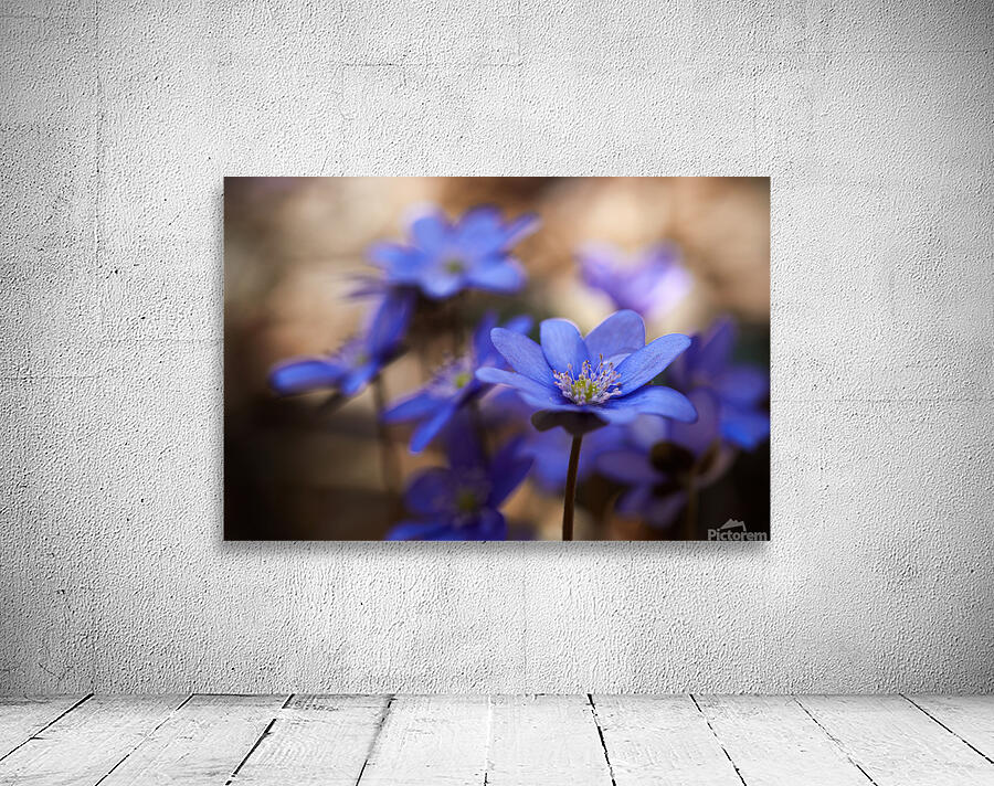 Blue blossoms Wall Preview
