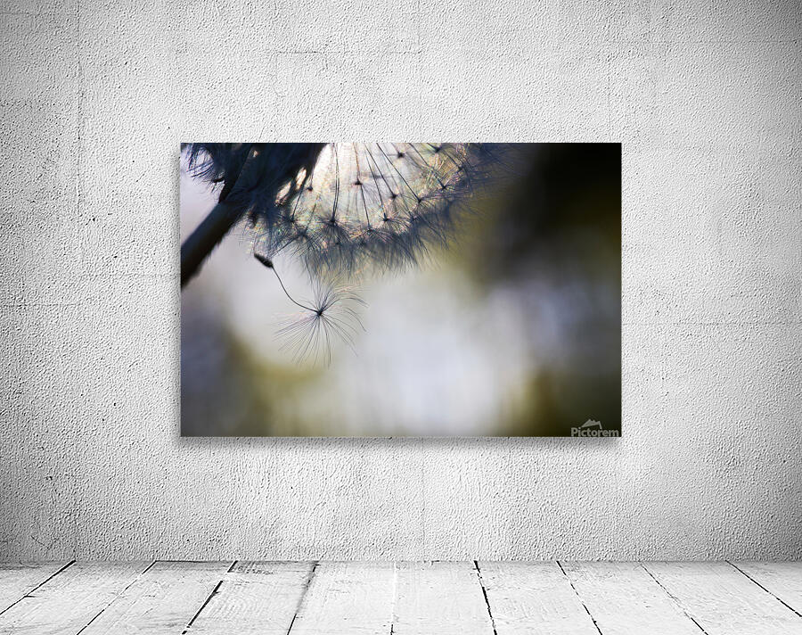 Dandelion Dream Wall Preview
