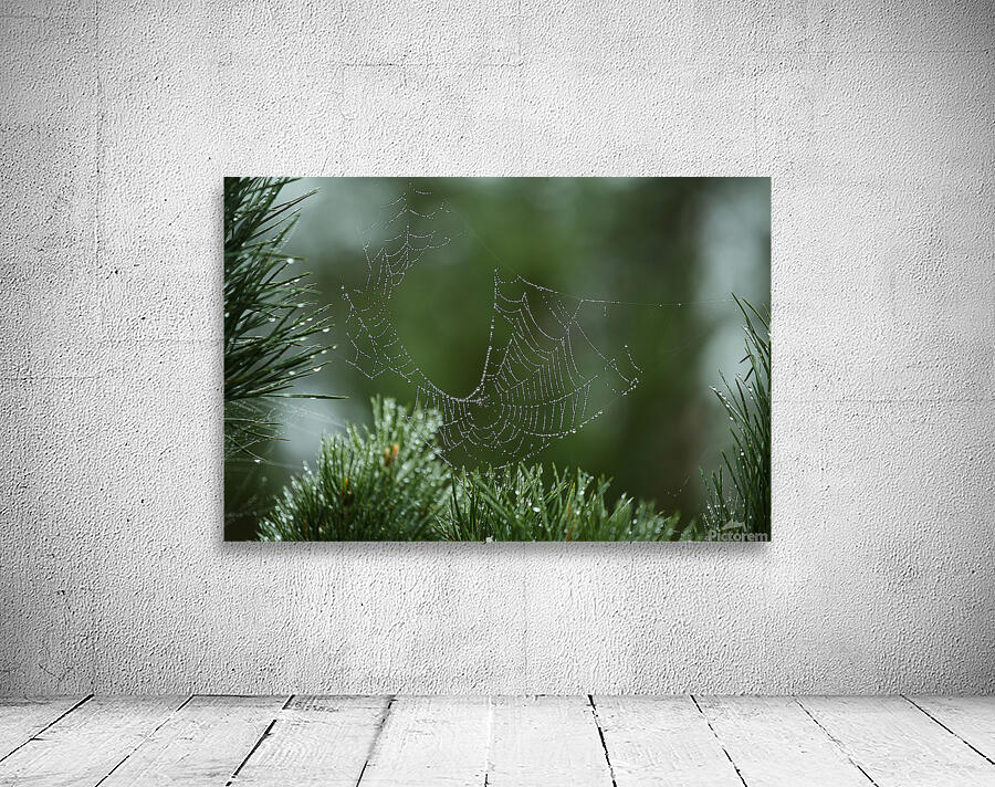 Dewy Spiderweb on Pine Wall Preview