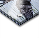 Canada Goose Acrylic print
