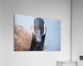 Canada Goose  Acrylic Print