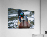 Wood Duck  Acrylic Print