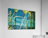 Blue Dasher  Acrylic Print