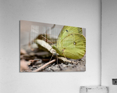 Clouded Sulphur  Acrylic Print