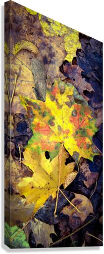 Autumn Maple leaves  Canvas Print