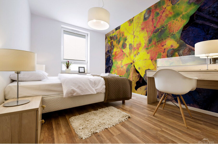 Autumn Maple leaves  Mural print