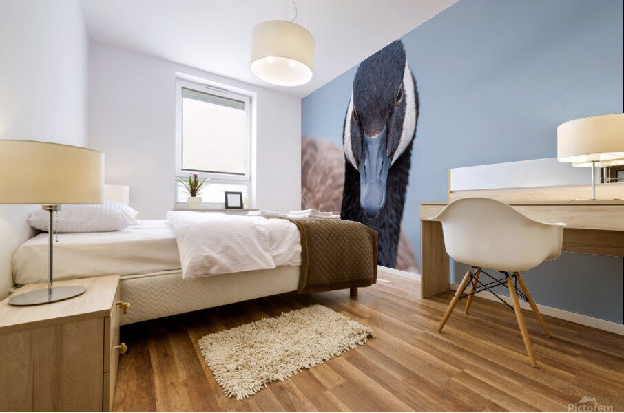 Canada Goose  Mural print