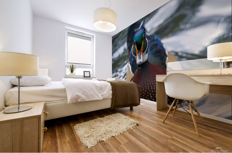 Wood Duck  Mural print