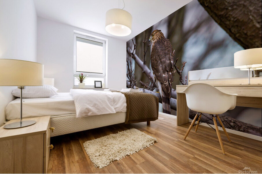 Coopers Hawk  Mural print