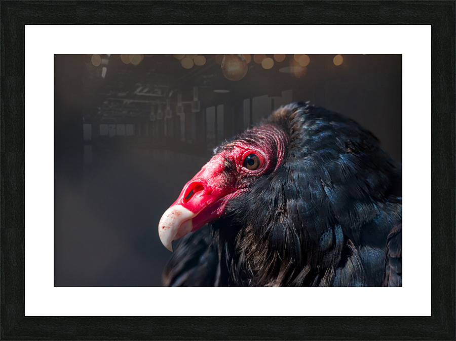Turkey Vulture1 Picture Frame print