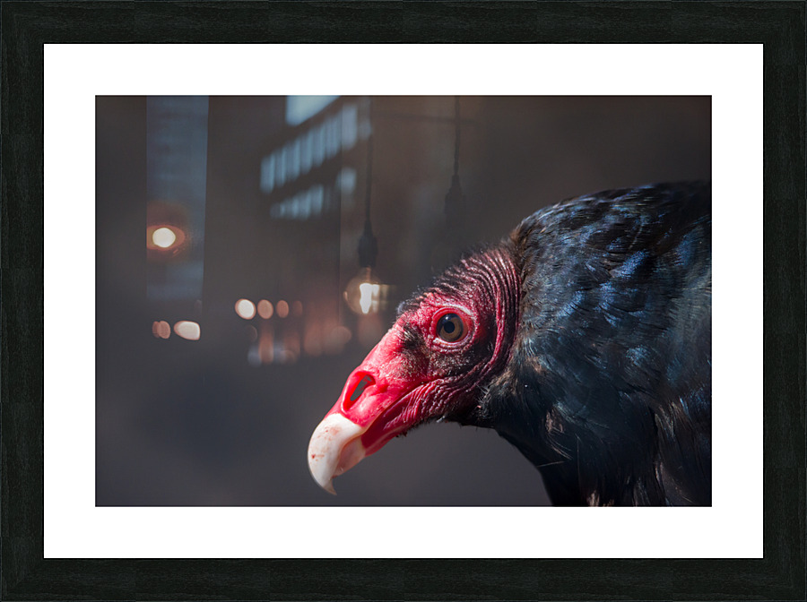 Turkey Vulture2 Picture Frame print