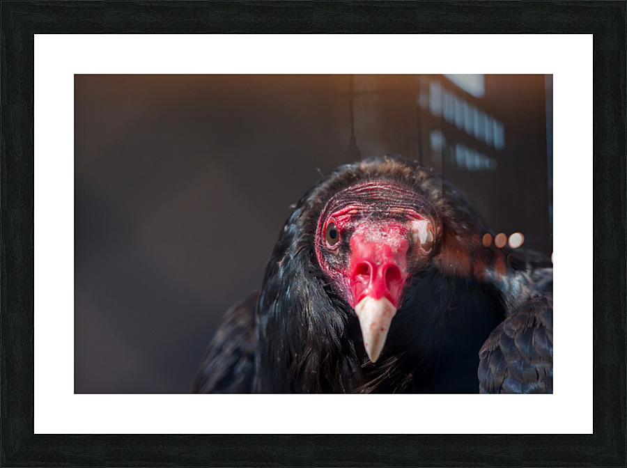 Turkey Vulture3 Picture Frame print