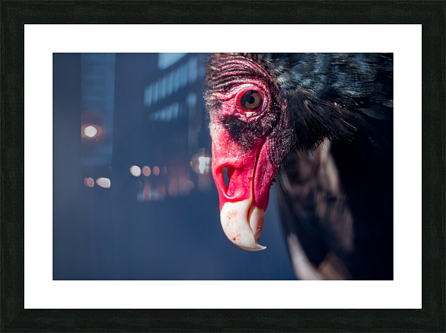 Turkey Vulture4 Picture Frame print