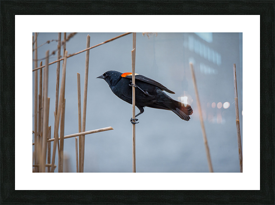 Red-Winged Blackbird  Picture Frame print