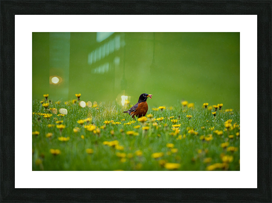 American Robin Picture Frame print