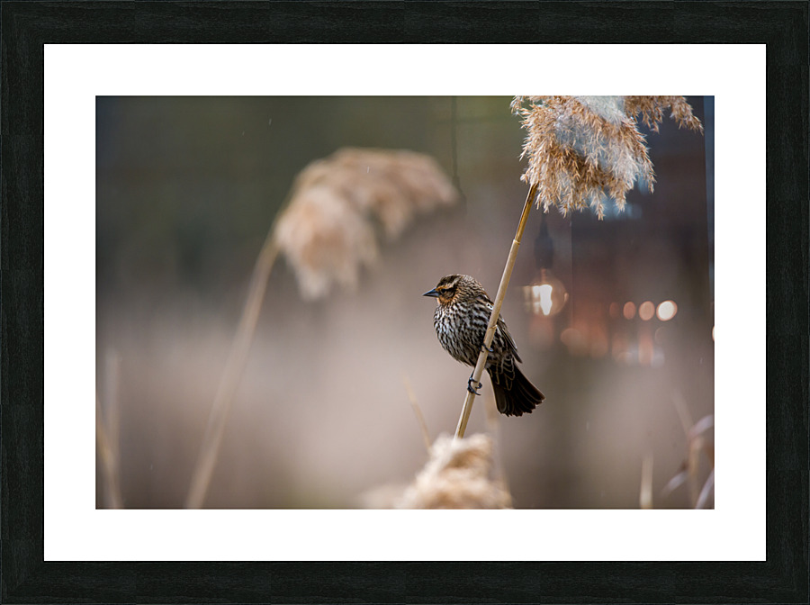 Red-Winged Blackbird Picture Frame print