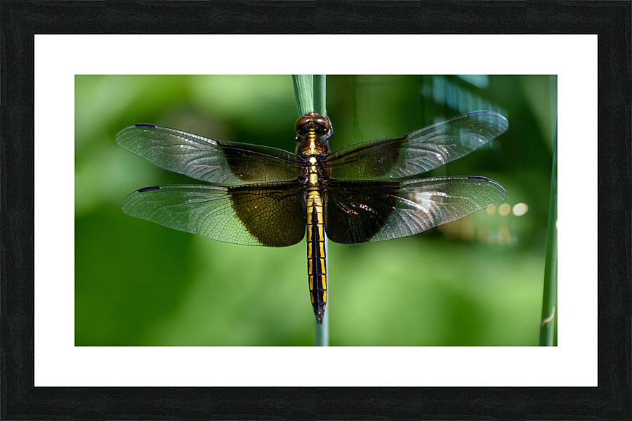 Widow Skimmer Picture Frame print