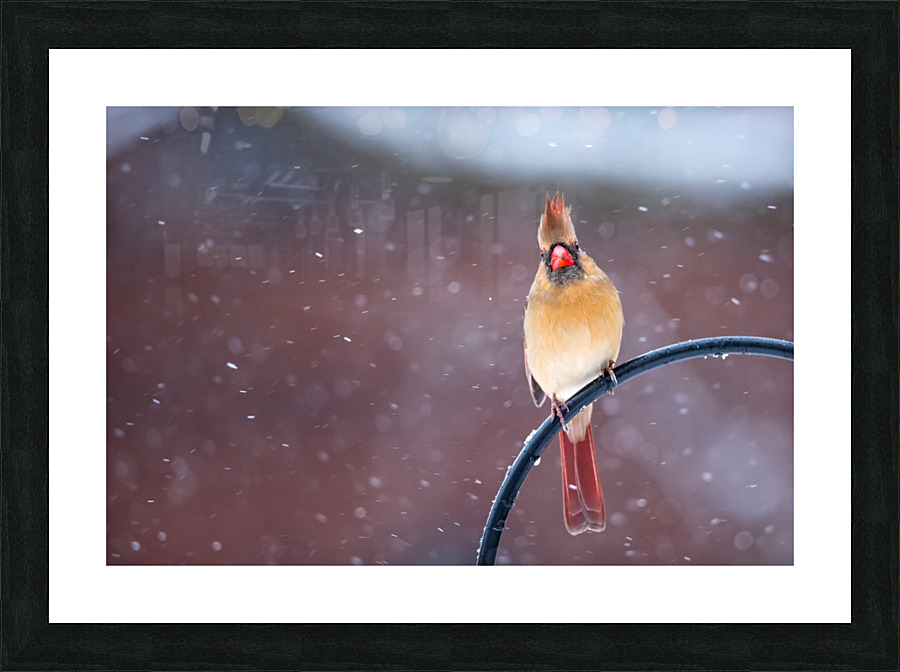 Northern Cardinal  Picture Frame print