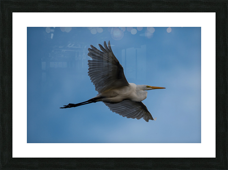 Great Egret  Picture Frame print