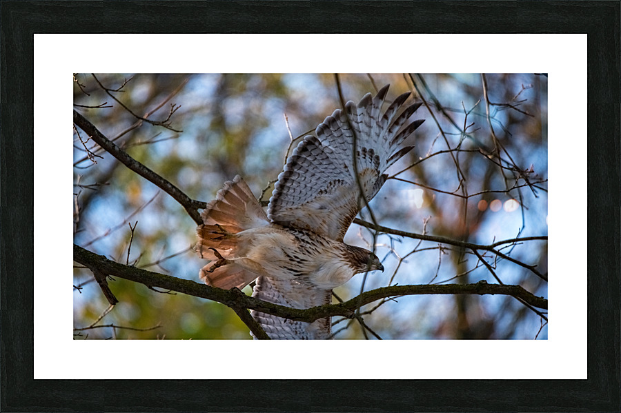 Red-Tailed Hawk  Picture Frame print
