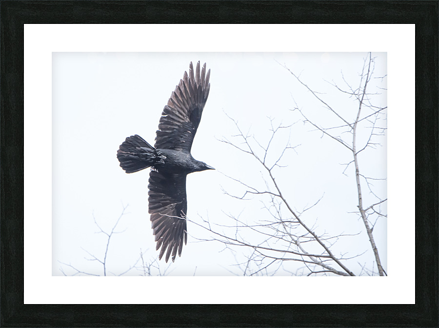 Common Raven  Picture Frame print