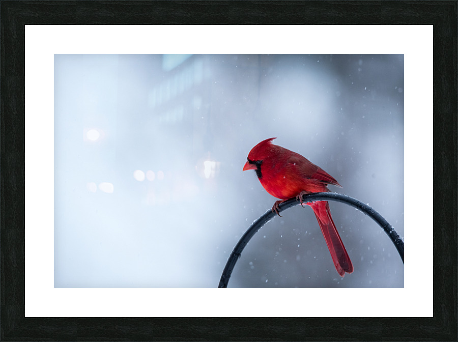 Northern Cardinal  Picture Frame print