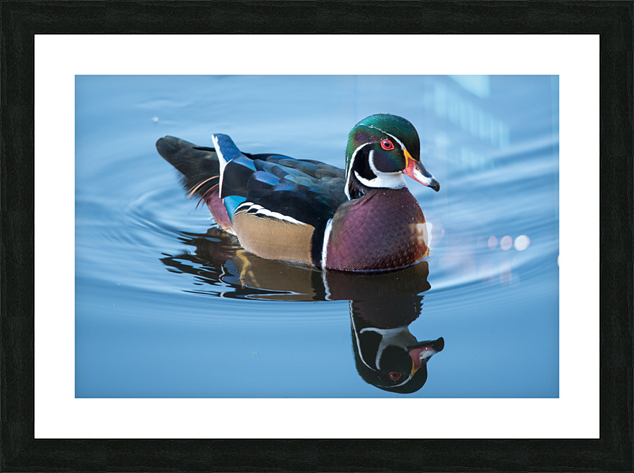 Wood Duck Picture Frame print