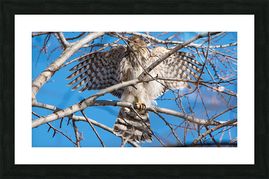 Coopers Hawk  Picture Frame print