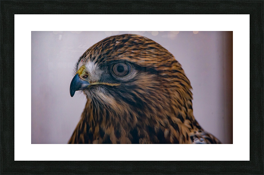 Rough-legged Hawk Buteo lagopus Picture Frame print