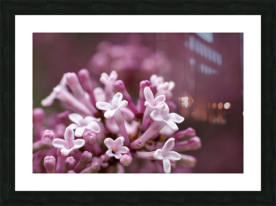 Lilac Picture Frame print